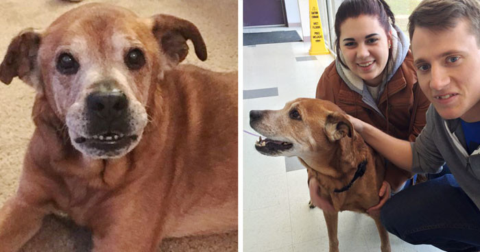 Пара, пришедшая в приют, чтобы сделать пожертвование, вернулась домой с 17-летней собакой
