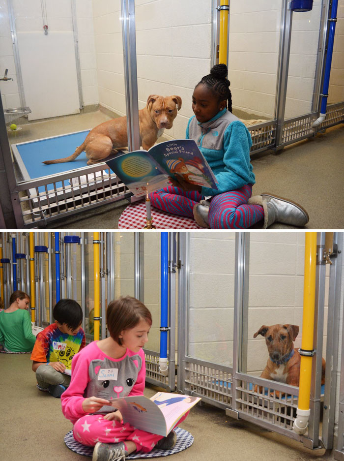 Школьники приходят в собачий приют читать собакам книжки, чтобы те привыкали к домашней атмосфере