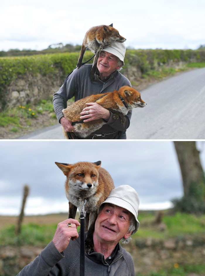 Мужчина спас двух лисиц, и теперь они отказываются покидать его