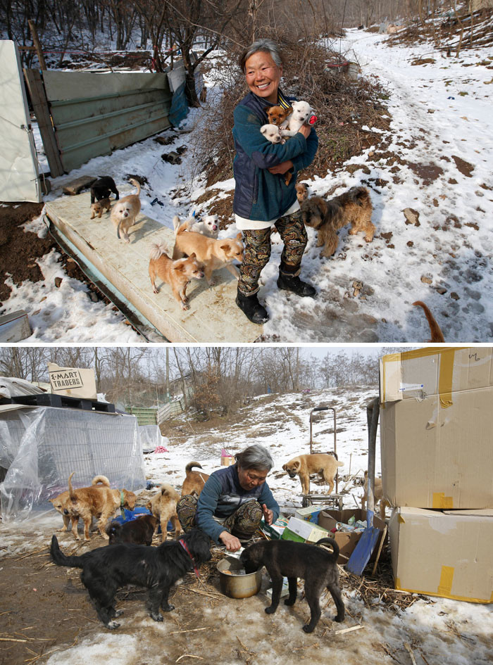 Эта кореянка воспитывает 200 собак, которых она спасла от отправки в рестораны