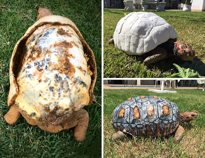 Раненая черепаха получила первый в мире 3D-панцирь