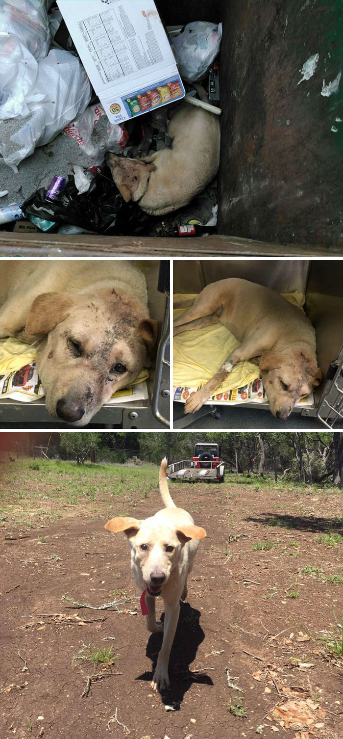 Выброшенный в мусорку пес мучился из-за сердечного приступа. К счастью, добросердечный  прохожий заметил это и спас ему жизнь