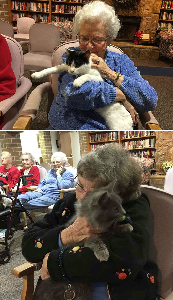 Кошачий приют привозит пожилых кошек к жильцам приюта для престарелых, чтобы животные и люди могли пообщаться друг с другом