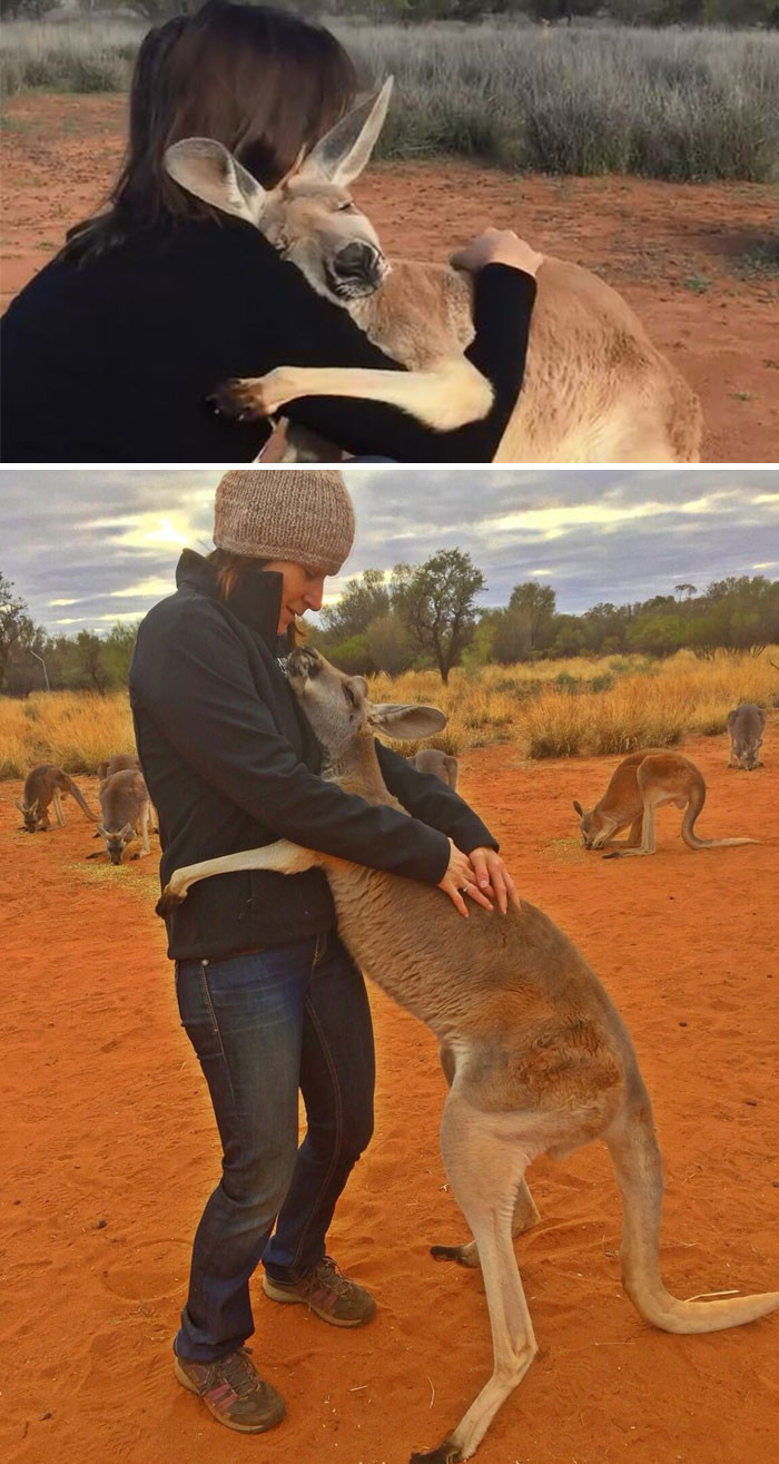 Спасенный кенгуру каждый день обнимает своих спасителей, давая им понять, как он им благодарен