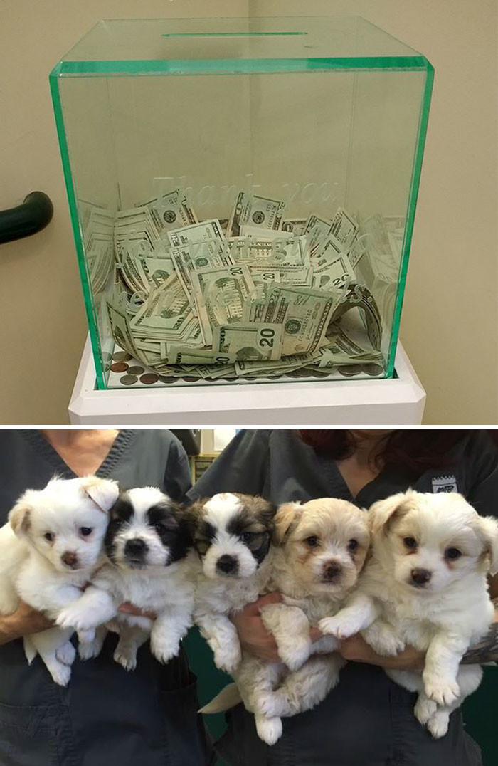 В ящик для пожертвований, которые собирает приют для животных, анонимный доброжелатель положил 8 тысяч долларов