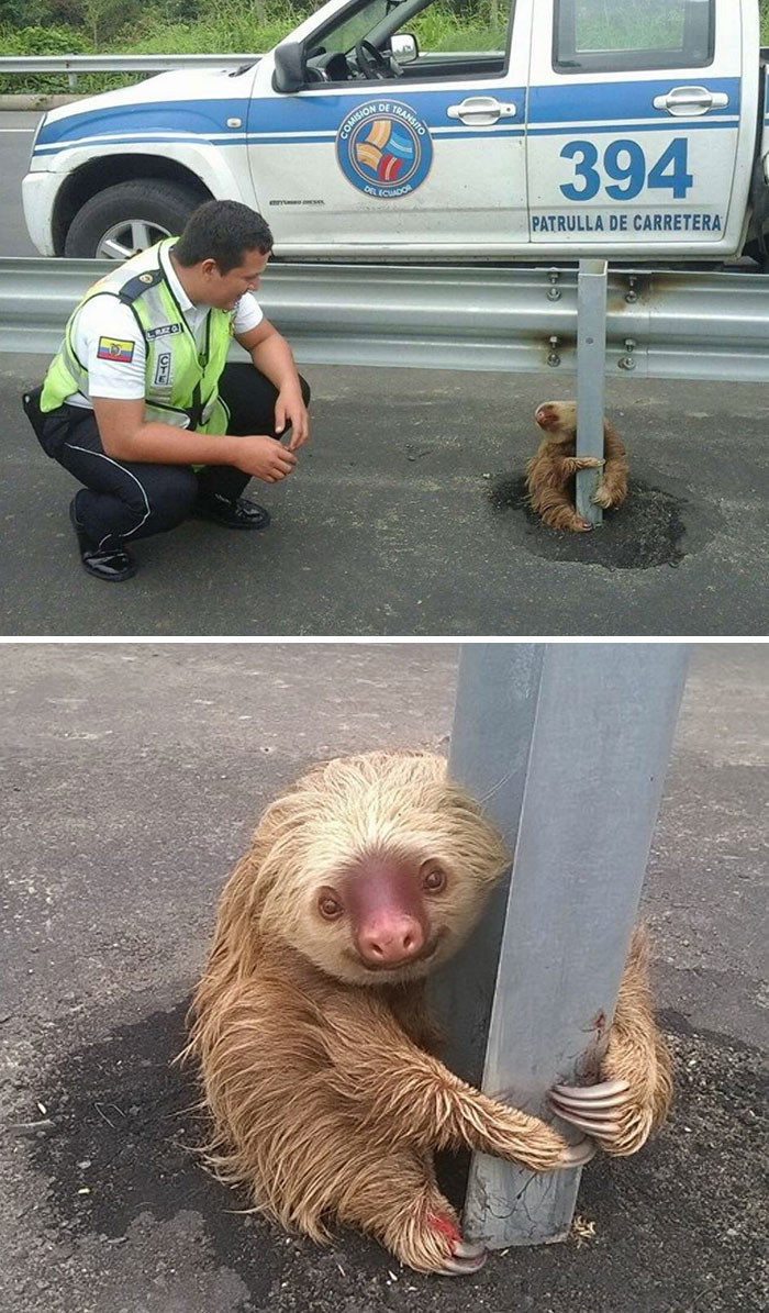 Полицейские спасли маленького испуганного ленивца, застрявшего на шоссе