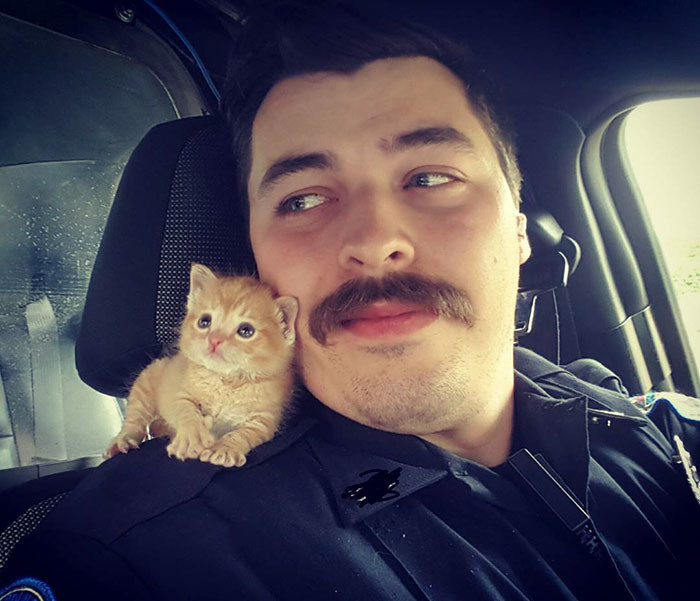 Полицейский спас котенка, выброшенного под дождь. Теперь они вместе охотятся на преступников