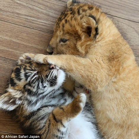 Лучшие друзья — тигренок и львенок из японского сафари-парка