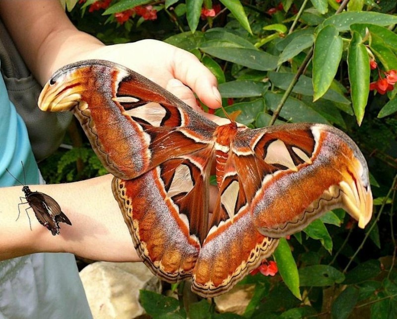 Attacus Atlas – самая большая ночная бабочка. Размах ее крыльев достигает 30 сантиметров. животные, интересно, факты