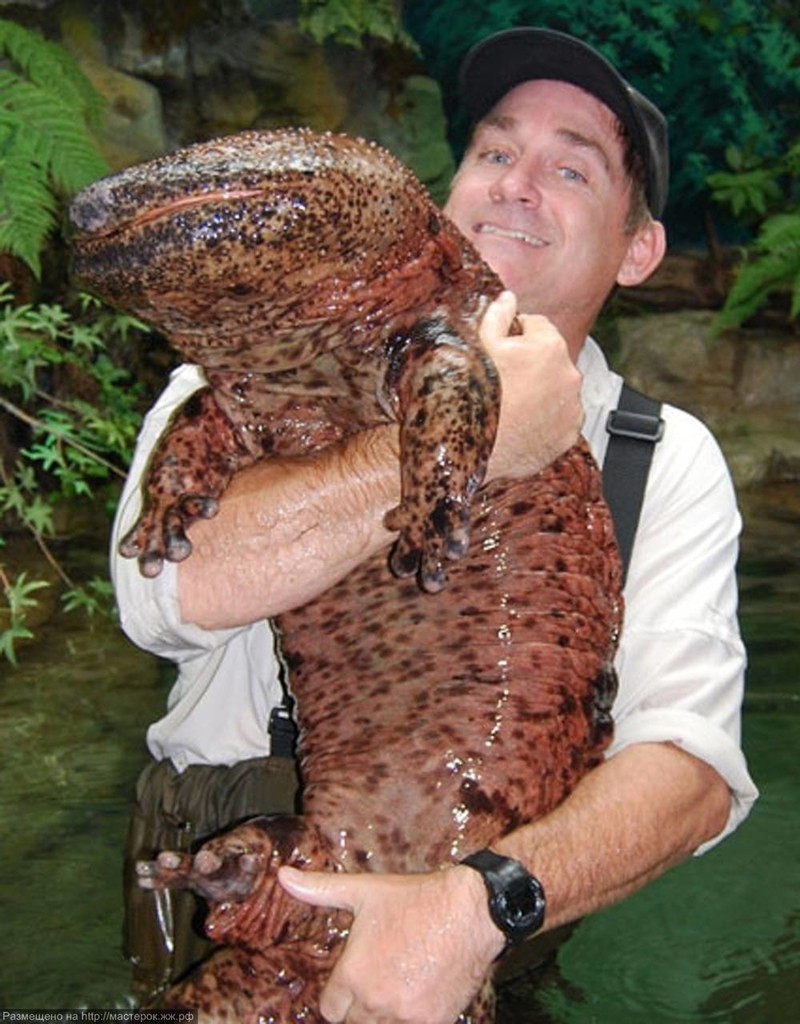 Японская саламандра.На сегодняшний день – это самое крупное земноводное, которое может достигать 160 см в длину