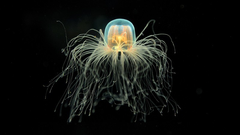 Интересные факт, что медуза нутрикула (Turritopsis nutricula)- единственное бессмертное живое существо на планете. животные, интересно, факты