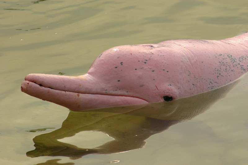 В реке Амазонка обитает уникальный розовый дельфин. животные, интересно, факты