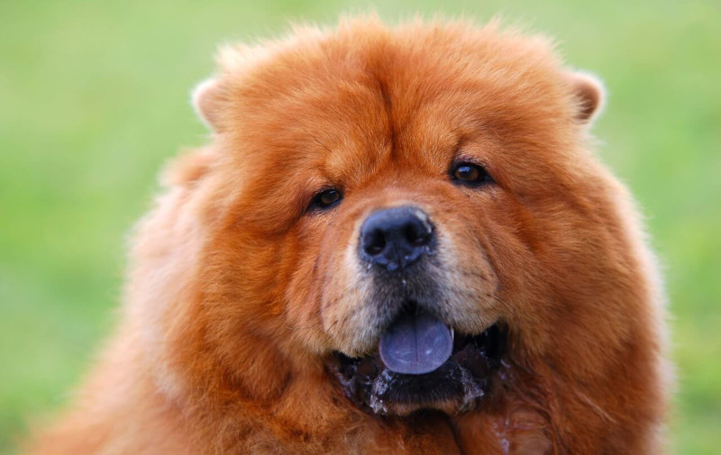 Чау-чау единственная собака с не розовым языком. животные, интересно, факты
