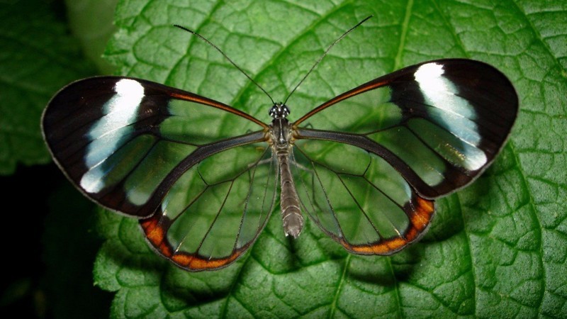 Стеклянница – одна из самых необычных бабочек. Ее необычность заключается в том, что ее крылья прозрачны.