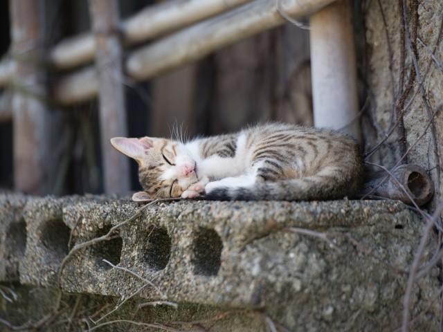 5. Кошки - самые ленивые млекопитающие. Они спят 16 часов в день. То есть около 70 % своей жизни.