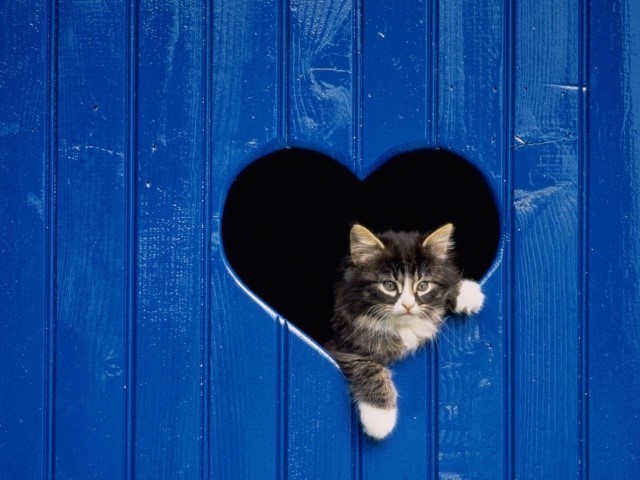 P.S. Берегите и любите кошек! :)
