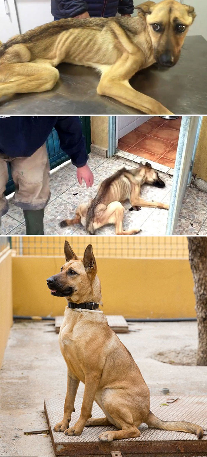 Измученная голодом собака, которая не могла даже стоять, через 7 недель лечения изменилась до неузнаваемости!