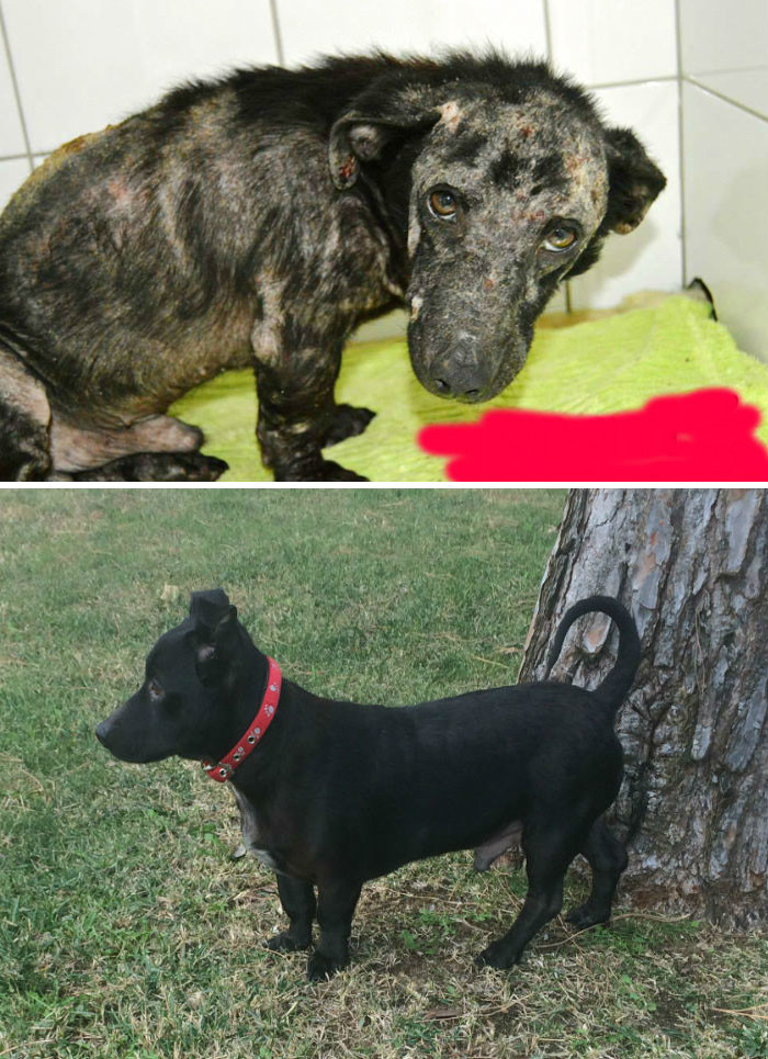 Этого пса спасли с цыганского стойбища в Португалии. Спаситель взял его себе - и из него вышел отличный домашний любимец!