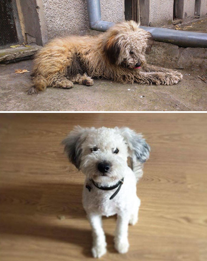 От июля до декабря: спустя полгода уже невозможно поверить, что это одна и та же собака!
