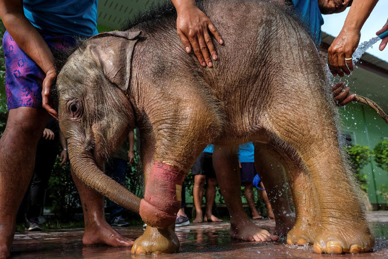 Как слона учат в воде заново ходить животные, слон