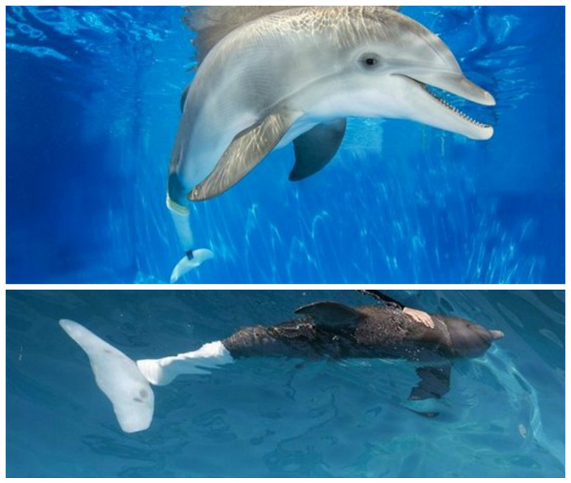 Дельфину Винетеру повредили хваос сетью для ловли крабов. Дельфин сам приплыл к людям за помощью. И ему сделали протез хвоста. Сегодня тысячи людей приезжают посмотреть на жизнерадостного дельфина
