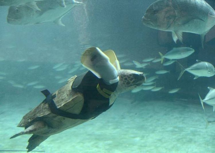 Черепаха Ю Чан попала в рыболовную сеть и потеряла обе конечности. Специальный корсет с двумя протезами помог черепахе почувствовать жизнь заново