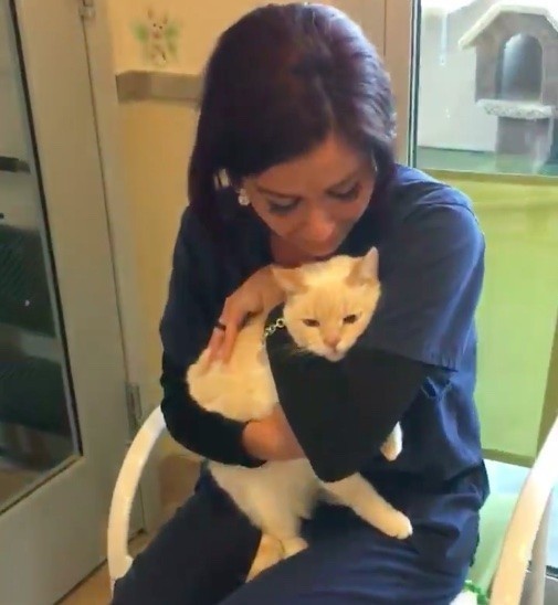 Женщина не сдавалась и нашла своего кота спустя 2 года после пропажи