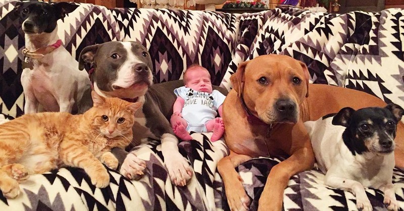 4 собаки и кошка, ухаживающие за новорождённым, растрогали пользователей интернета
