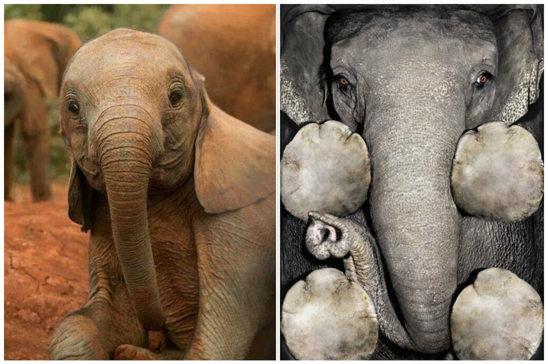 Самка слона вынашивает детеныша 22 месяца, вес новорожденного составляет 120 килограммов.  