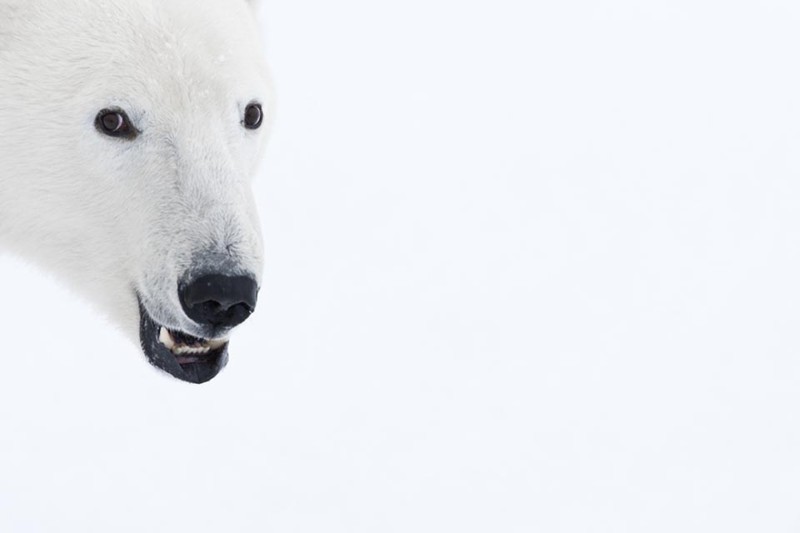 Чтобы сделать эти фотографии с полярными медведями, потребовалось 117 часов ожиданий в 50-градусный мороз животные, медведь