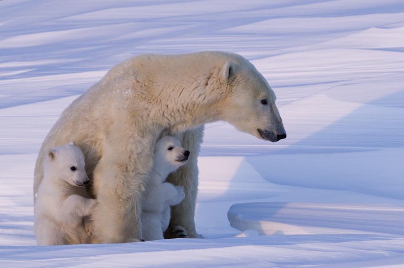Чтобы сделать эти фотографии с полярными медведями, потребовалось 117 часов ожиданий в 50-градусный мороз