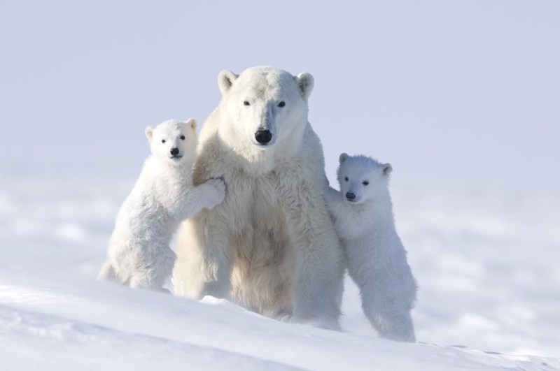 Чтобы сделать эти фотографии с полярными медведями, потребовалось 117 часов ожиданий в 50-градусный мороз животные, медведь