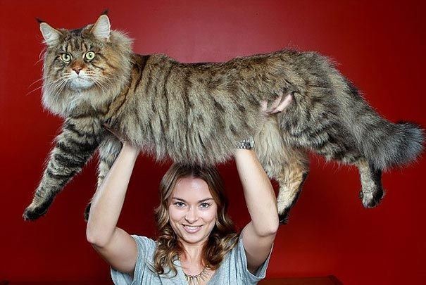  Коты огромные, но добродушные