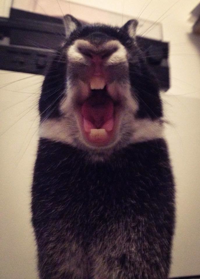 Кролики выглядят непредсказуемо ужасно, когда зевают