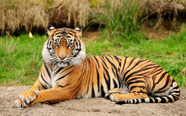7 Тигр - Скорость до 60 км/ч  