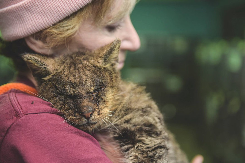 Женщина взяла на руки кота, к которому другие боялись даже подходить