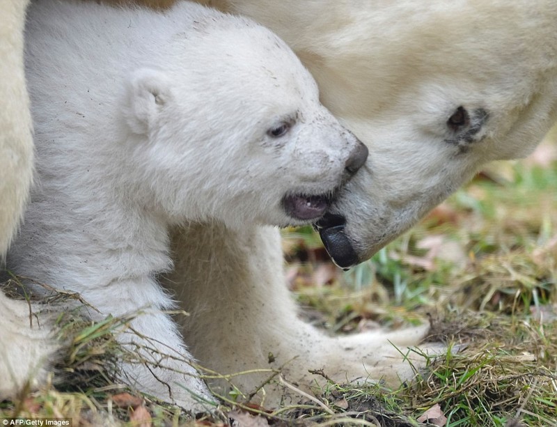Белый медвежонок в зоопарке Мюнхена делает первые шаги