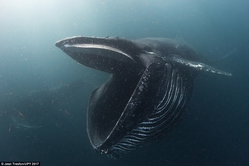 Горбатый кит кормится рачками в нескольких километрах от Хаут-Бея, Южная Африка