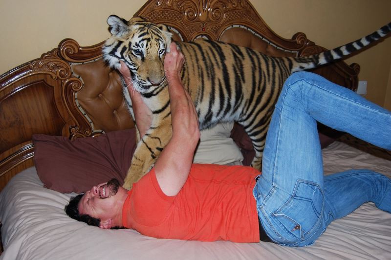 Когда тигры становятся домашними питомцами