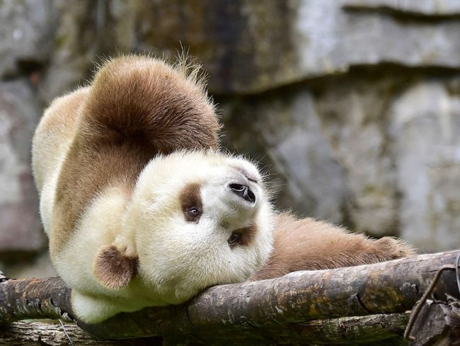 Кизай - уникальная и единственная коричневая панда в мире