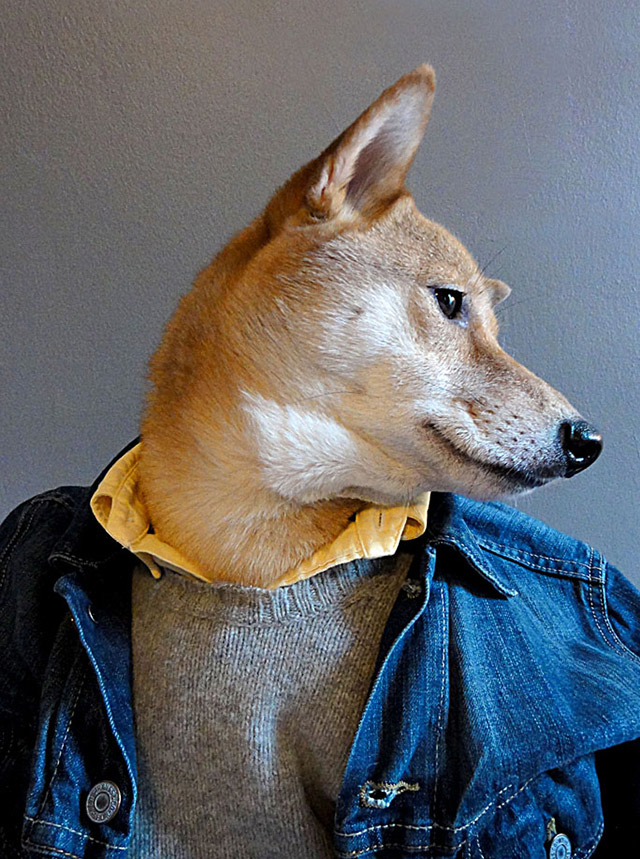 Собачья мужская мода  