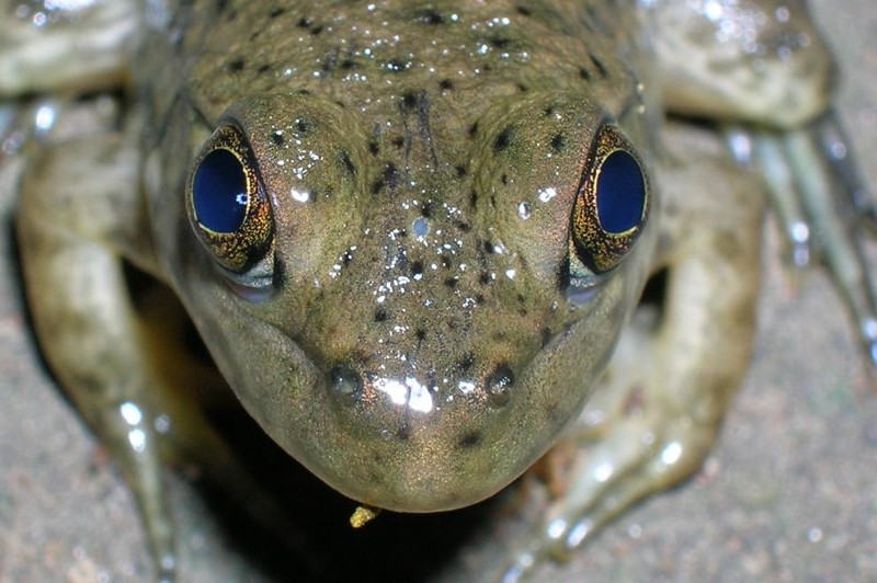Третий глаз, но менее развитой, имеют еще бесхвостые земноводные (лягушки), миноги и некоторые ящерицы и рыбы