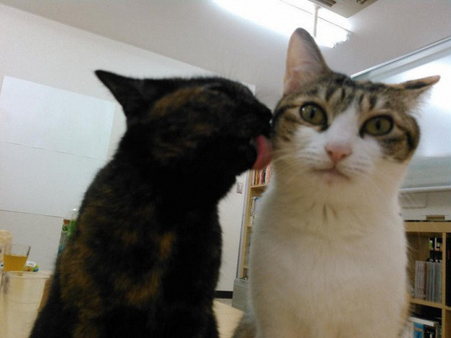 Японская фирма разрешила сотрудникам приносить на работу своих кошек!
