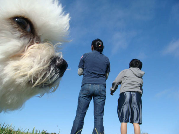Смешные фотобомбы с собаками