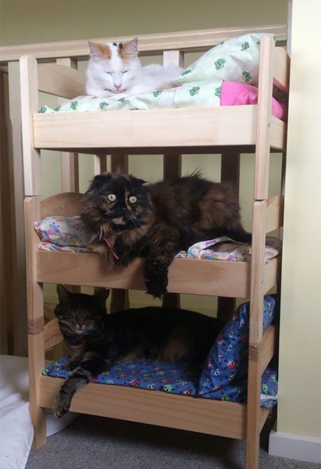 Другие примеры использования Икеевских кроваток для кошек