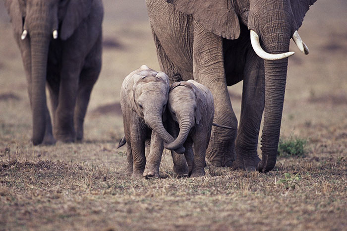 70 прелестных слонят, в которых невозможно не влюбиться