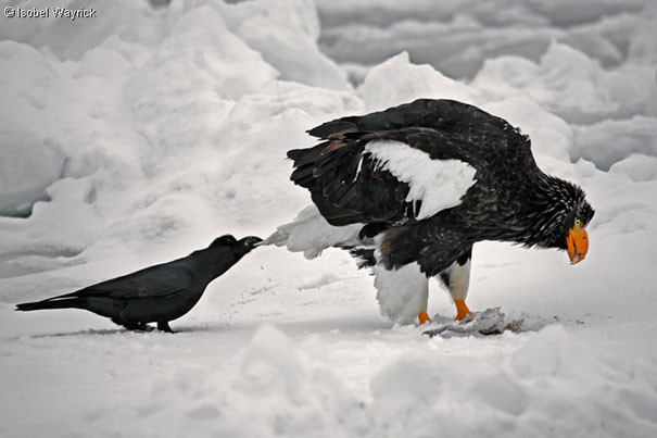 Ворона тянет за хвост орла, чтобы отвлечь его от еды