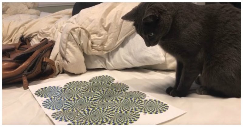 Реакция кота на оптическую иллюзию