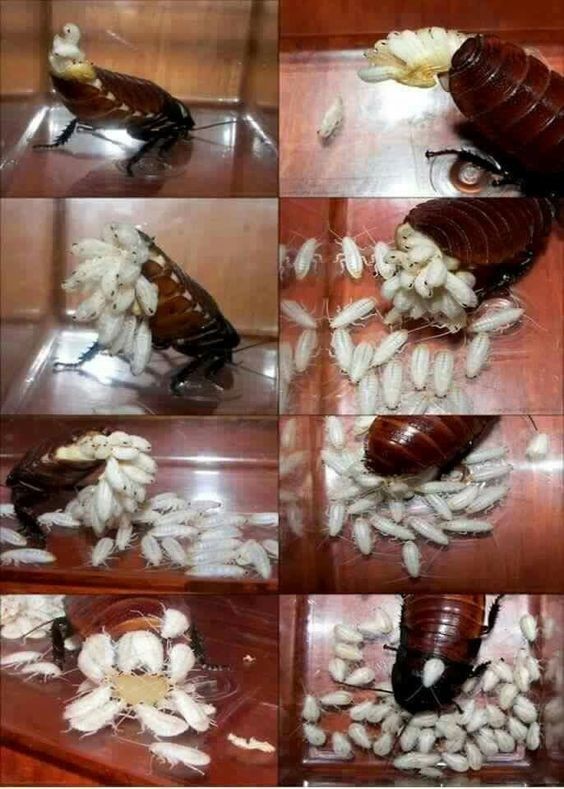 Самка таракана может сохранять семя самца и впоследствии оплодотворять сама себя из "запасов". 