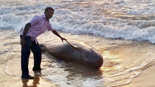 Жители Шри-Ланки спасли 20 китов, прибитых к берегу из-за циклона